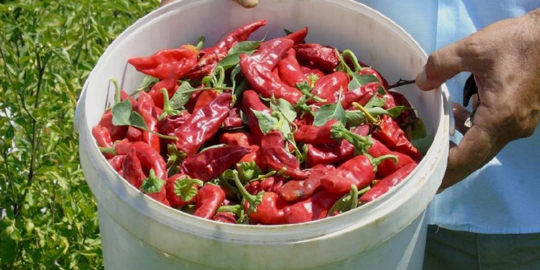 20 tesiste 8 bin kişilik dev kadronun mesaisi başladı! 2 ay boyunca ter dökecekler, en güzelini sofralara gönderecekler 3